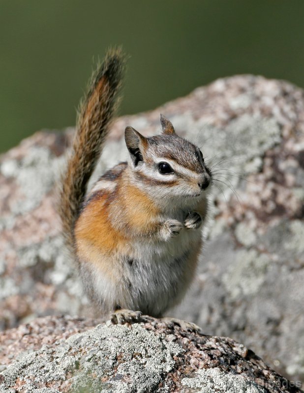 Colorado Chipmunk